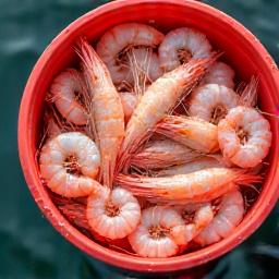 Bucket of live prawns, premium fresh bait at AquaGlimmer